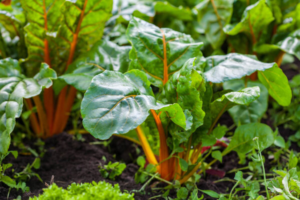 Оранжевый стебель (Beta vulgaris)
)