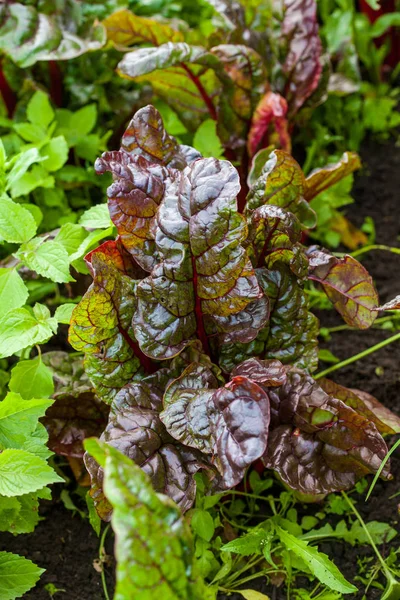 Bietola rossa (Beta vulgaris ) — Foto Stock