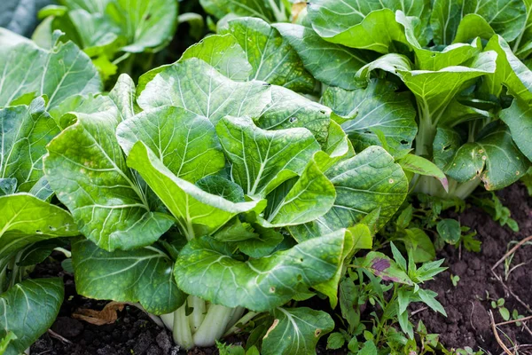 White stem chard (Beta vulgaris) — Stock Photo, Image