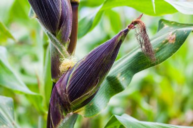 Mısır mısır koçanı (Zea mays)