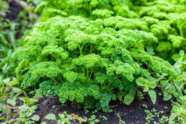 Parsley (Petroselinum crispum) — Stock Photo, Image