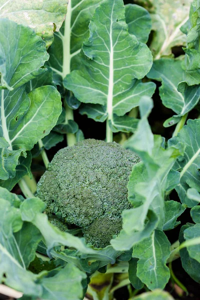 Brocoli (Brassica oleracea) ) — Photo