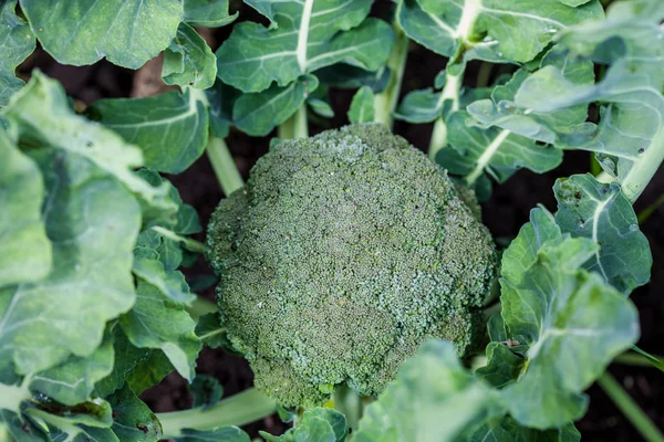 Brokoli (Brassica oleracea)