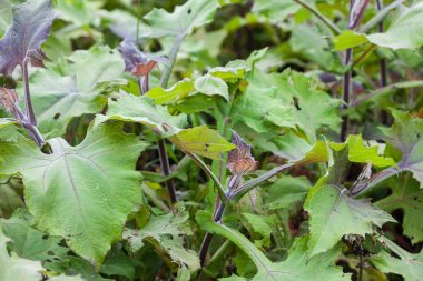 Yacon (Smallanthus sonchifolius) bitki