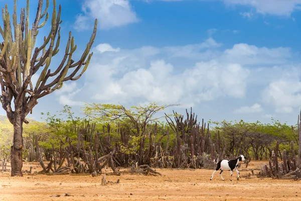 Cacto, árvores e cabras no deserto de Cabo de la Vela — Fotografia de Stock