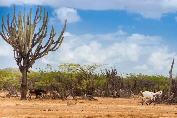 Kaktüs, ağaçlar ve keçi Cabo de la Vela, çöl