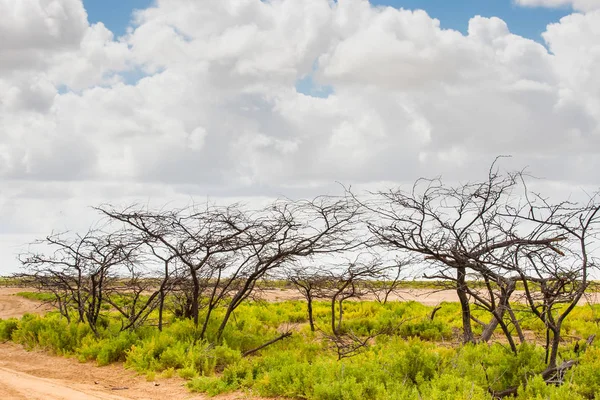 Árvores e arbustos nus no deserto — Fotografia de Stock