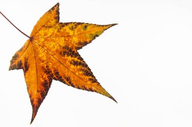 İzole sonbahar renkli Liquidambar styraciflua yaprak