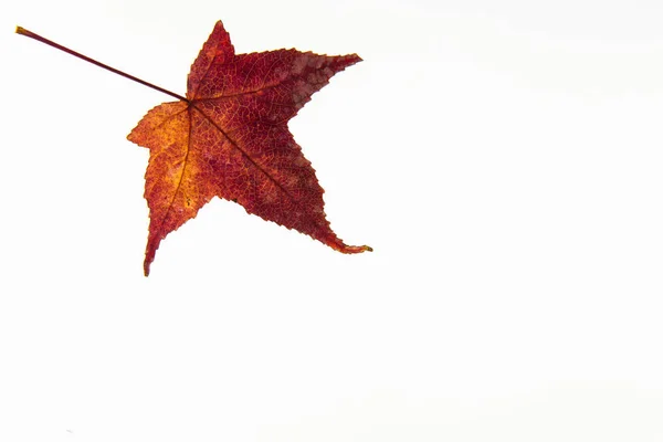 Gekleurde Liquidambar styraciflua Herfstblad geïsoleerd — Stockfoto