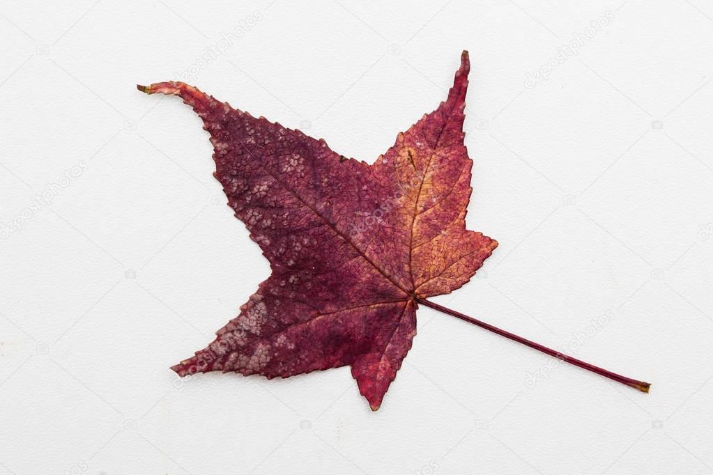 Autumn colored Liquidambar styraciflua leaf isolated