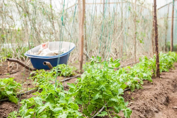 Domates (Lycopersicon esculentum) yetiştirme alanı