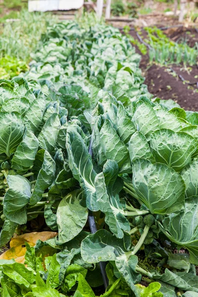Brussels sprouts plant at cultivation field — Stock Photo, Image