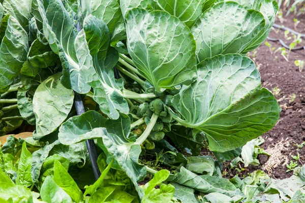 Brussels sprouts plant at cultivation field — Stock Photo, Image