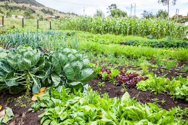 Verger avec plusieurs types de légumes — Photo