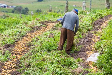 Sarı patates hasat işçi