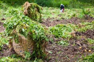 Sarı patates hasat işçilerin