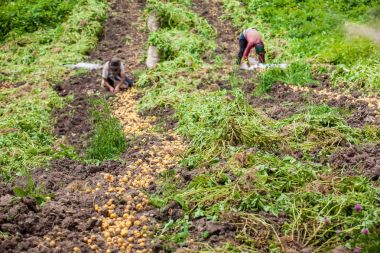 Sarı patates hasat işçilerin