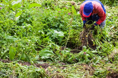 Sarı patates hasat işçi