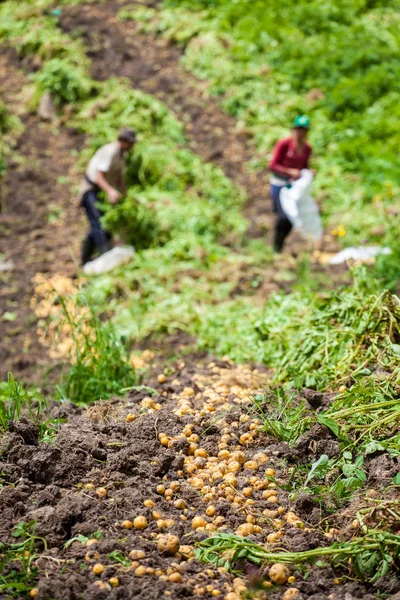 Werknemers oogsten gele aardappel — Stockfoto