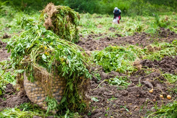 Sarı patates hasat işçilerin