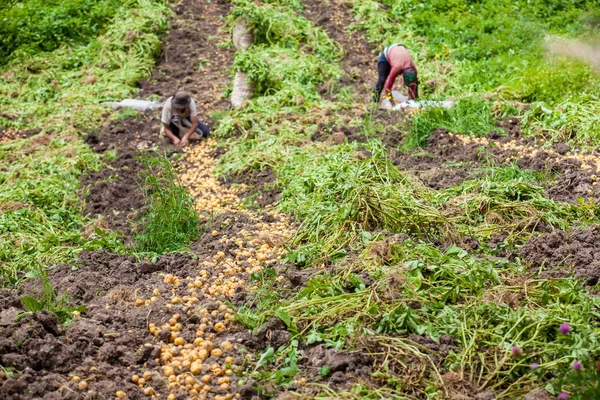 Sarı patates hasat işçilerin