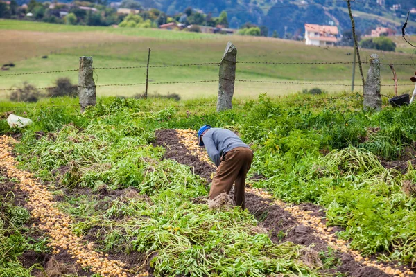 Trabajador cosechando papa amarilla —  Fotos de Stock