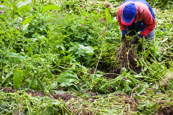 Sarı patates hasat işçi