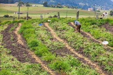 Sarı patates hasat işçi