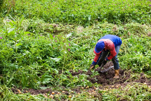 Worker harvesting yellow potato — Stock Photo, Image