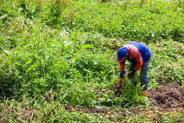 Trabajador cosechando papa amarilla — Foto de Stock