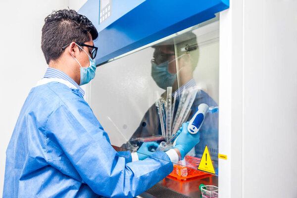 Young scientist working in a safety laminar air flow cabinet