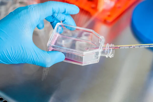 細胞培養用フラスコの使用の科学者 — ストック写真