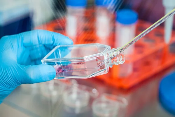 Forskare som arbetar med en cell kultur kolv — Stockfoto