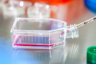 Hücre kültür şişesi steril başlık altında