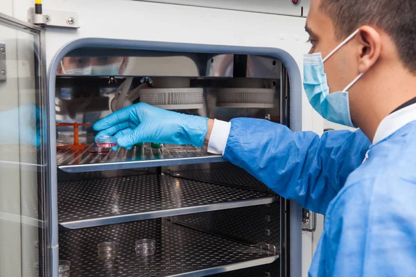 Forskare att införa en petriskål i en inkubator — Stockfoto