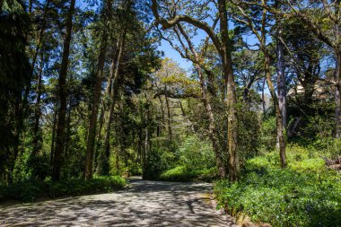 Sintra Belediyesindeki Pena Park Bahçeleri