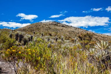 Kolombiya And Dağları 'nın güzel manzarası Cundinamarca Bölümü' ndeki Paramo tipi bitkileri gösteriyor.