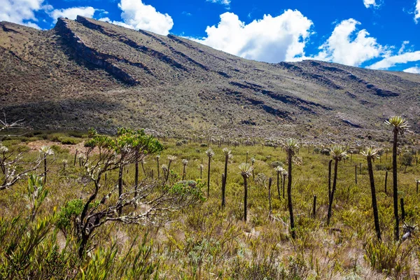 Bela paisagem de montanhas andinas colombianas mostrando vegetação tipo paramo no departamento de Cundinamarca — Fotografia de Stock