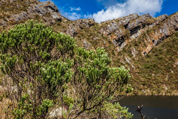 Красивый ландшафт колумбийских Андских гор, показывающий растительность парамо типа в департаменте Кундинамарка — стоковое фото