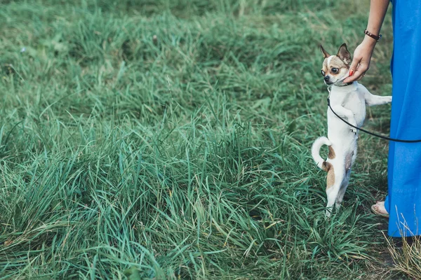 Bir yolda küçük Chihuahua