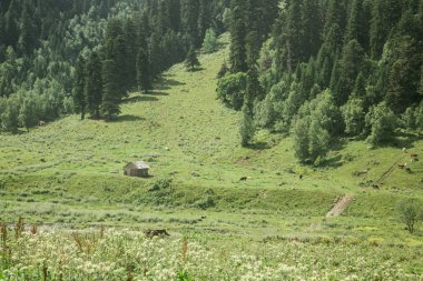Rusya'da bir doğa rezerv dağlarda eski terk edilmiş evde