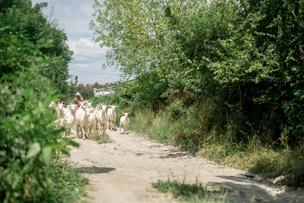 Manada de cabras domésticas — Fotografia de Stock
