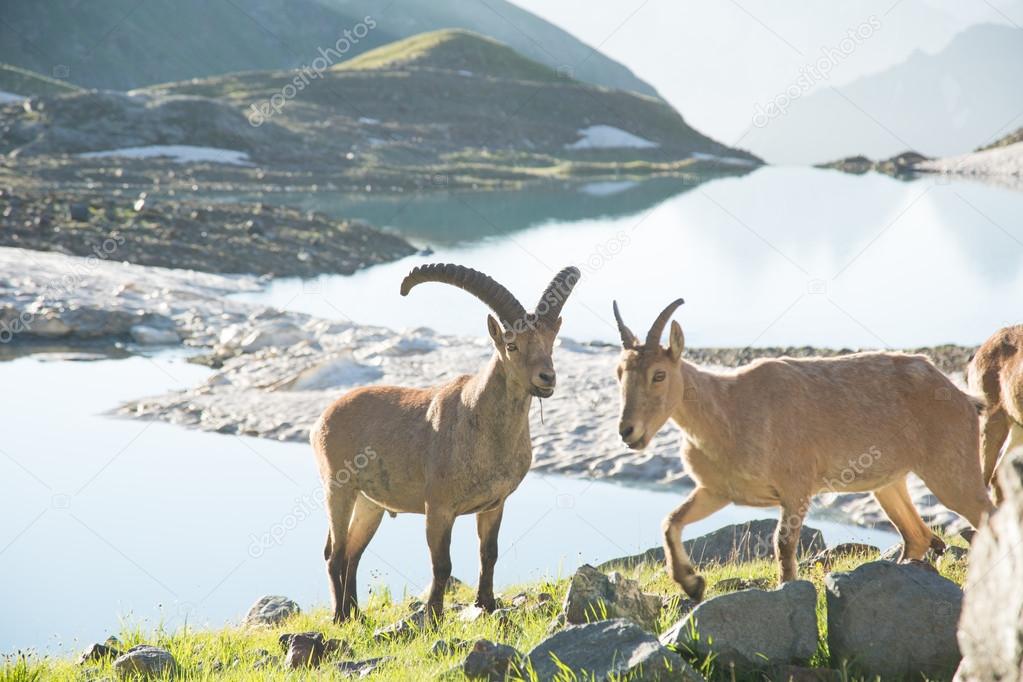 Wild mountain goats in the reserve in Russia