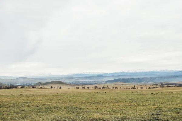 Uma manada de ovelhas negras pastando em um prado com montanhas no fundo — Fotografia de Stock