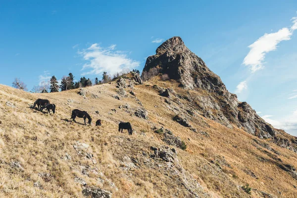 Uma manada de cavalos na reserva do Cáucaso — Fotografia de Stock