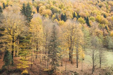Bir dağ nehir kıyısında sonbahar ağaçlar