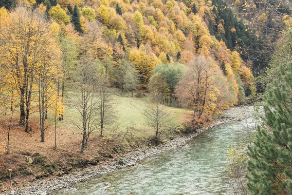 Podzimní stromy na břehu horské řeky — Stock fotografie