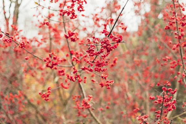 Feuilles rouges sur l'arbre d'automne — Photo