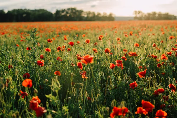 Campo de amapolas frescas al atardecer en el sur — Foto de Stock