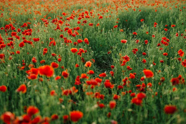 Field of fresh poppies at sunset in the South — Stock Photo, Image